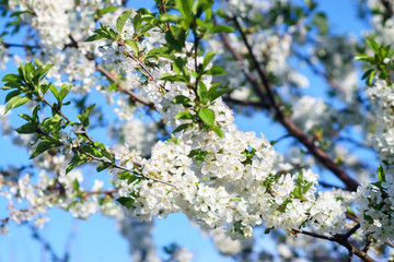 Apple blossoms in spring