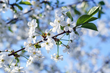 Apple blossoms in spring