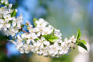 Apple blossoms in spring