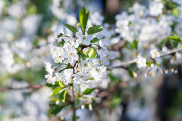 Blooming Apple trees in spring