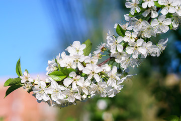 Apple blossoms in spring