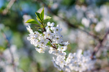 Blooming Apple trees in spring