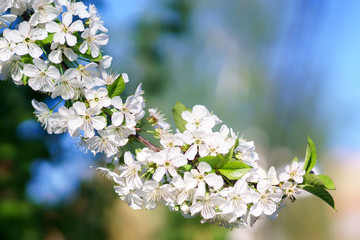 Apple blossoms in spring
