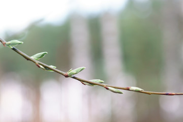 Branches with new leaves
