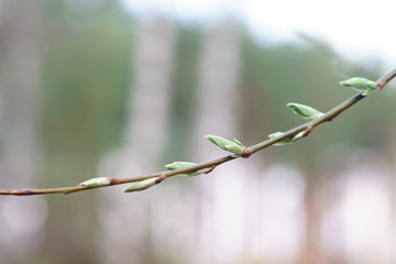 Branches with new leaves