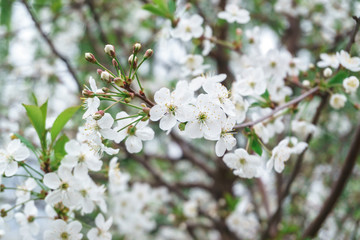 Blooming Apple trees in spring