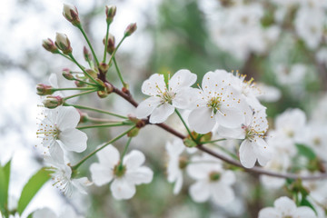 Blooming Apple trees in spring