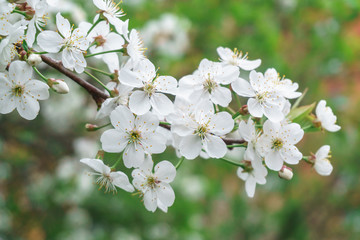 Blooming Apple trees in spring