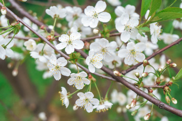 Blooming Apple trees in spring