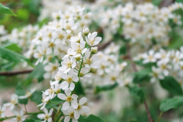 Blooming Apple trees in spring