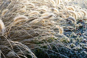 Frozen pennisetum alopecuroides, fountaingrass during cold winter. Close up of ormental grass in garden. Chinese fountain grass or swamp grass during winter season