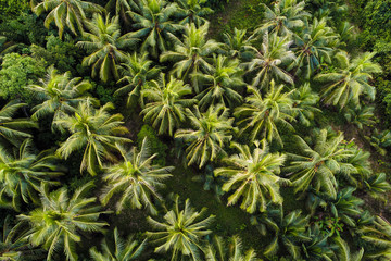 Coconut palm tree aerial view tropical forest