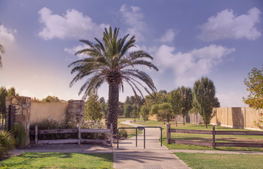 Fototapeta premium Palmtree Entry
