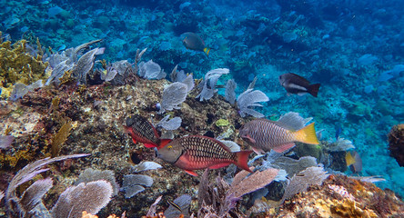 Parrot Fish snacking on coral in the clear blue waters of Abacos Bahamas.