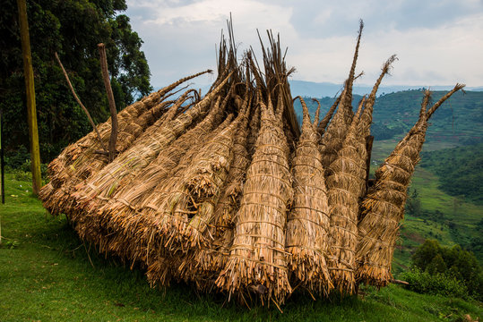 Africa, Uganda, Phragmites, the common reed pilled together