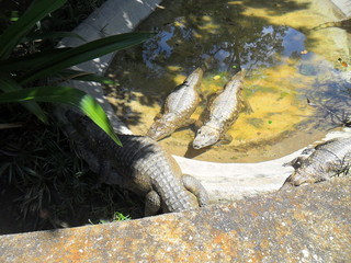 Caimanes