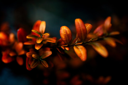 Twig of Berberis purpurea