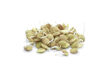 sprouted lentil seeds isolated on white