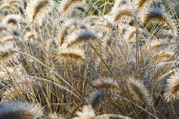 Frozen pennisetum alopecuroides, fountaingrass during cold winter. Close up of ormental grass in garden. Chinese fountain grass or swamp grass during winter season