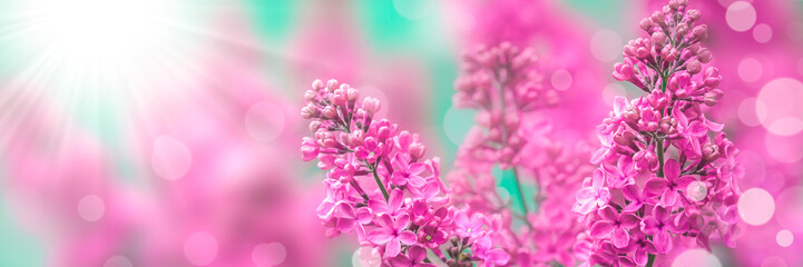 Obraz premium Pink Lilacs With Sunlight And Bokeh - Spring Background Banner