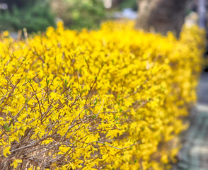 Forsythia Blooming in Spring, Haeundae, Busan, South Korea, Asia