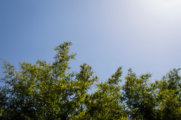 Cielo y plantas verdes