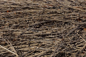 brown gray natural texture of dry branches in a heap