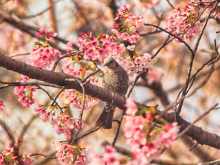 Apricot Blooming with Bird in Spring, Haeundae, Busan, South Korea, Asia.