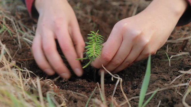 Planting a small tree sprout