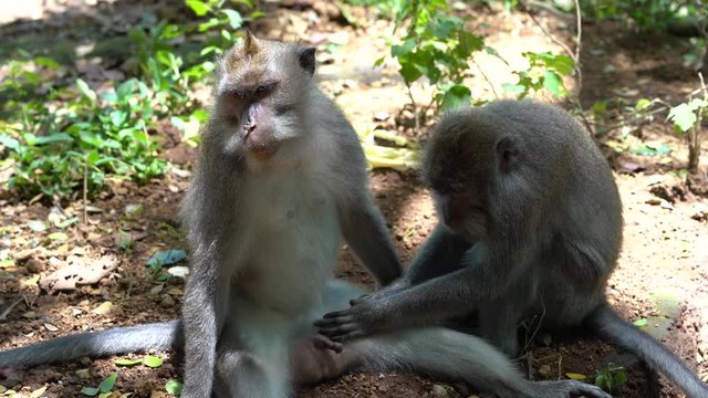 Wild monkey family at sacred monkey forest in Ubud, island Bali, Indonesia. Close up