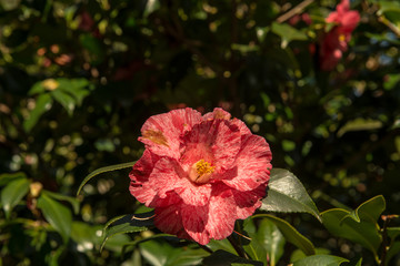 農業文化公園の椿