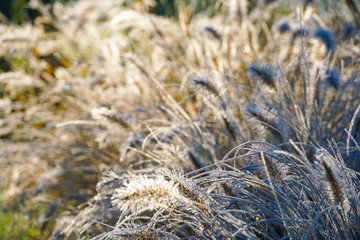 Frozen pennisetum alopecuroides, fountaingrass during cold winter. Close up of ormental grass in garden. Chinese fountain grass or swamp grass during winter season