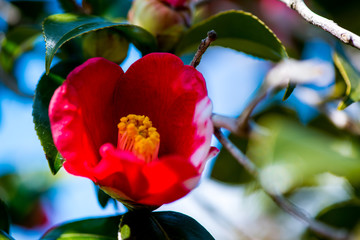 農業文化公園の椿