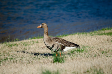 Mammoth_Springs_Arkansas