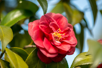 農業文化公園の椿