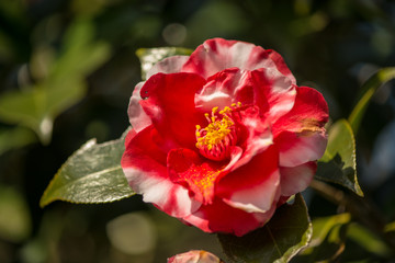 農業文化公園の椿