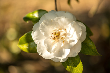 Obraz premium 農業文化公園の椿