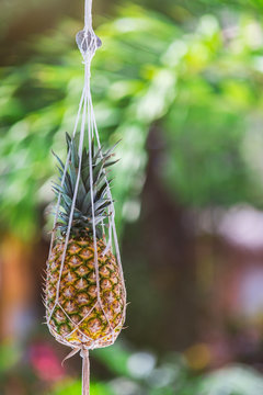 Mexico, Yucatan, Quintana Roo, Tulum, dangling pineapple outdoors