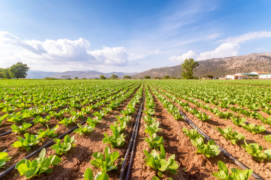 Spain, Andalucia, Zaffaraya valley, field of Lettuce