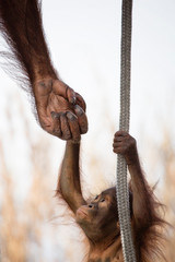 Monkey Helping Hand