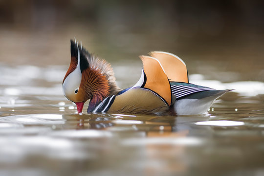 UK, Scotland, swimming male Mandarin duck