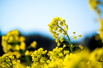 Obraz premium 農業文化公園の菜の花