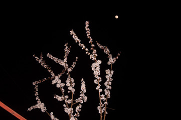 Obraz premium Blossoming tree at night with the moon blurred out on the sky at the background