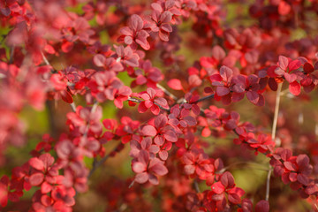 Barberry Thunberg. Autumn branches with red leaves on a blurred background of red leaves of barberry. Nature concept for design.