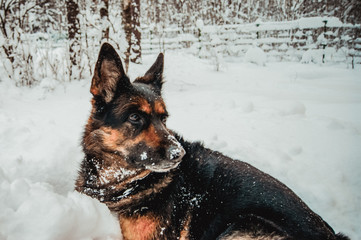 German shepherd lying on the snow.