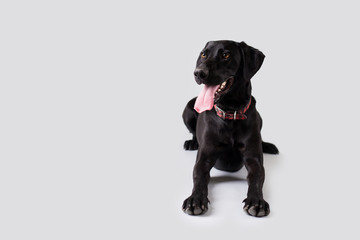 Black Lab Dog on Isolated Background