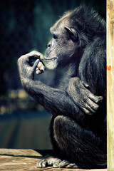 Monkey Thinking