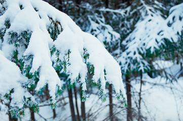 Snow-covered Christmas tree branch