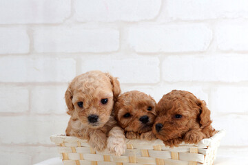 3匹寄り添う子犬のプードル