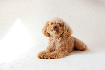 上を向くトイプードル